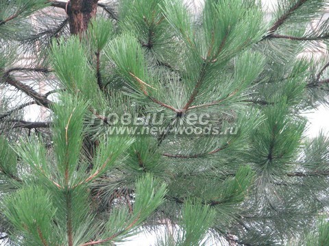     (Pinus nigra) - , ,  -  902 - , ,     -    (  )