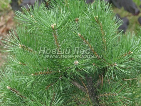 ���� ����� ������ ����������� (Pinus nigra) - �����, ����, ����� - ���� 903 - ���� �������� �������� 
