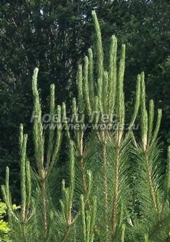 ���� ����� ������ ����������� (Pinus nigra) - �����, ����, ����� - ���� 904 - ������� ������ �� ������ �������� ������ ����� ������ (����)