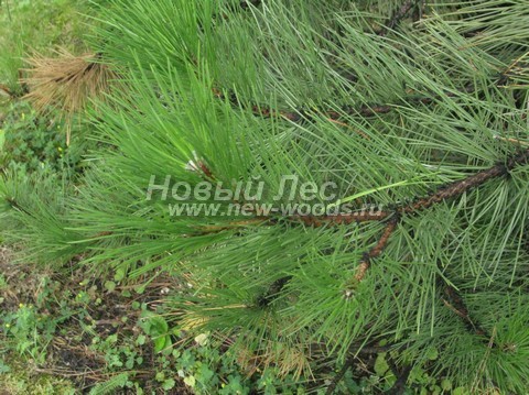 ���� ����� ������ ����������� (Pinus nigra) - �����, ����, ����� - ���� 905 - ���� � ����� � ����� ����� ��������� ��������