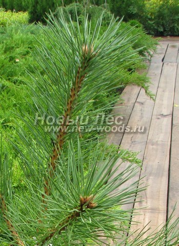     (Pinus nigra) - , ,  -  906 -    Pinus nigra