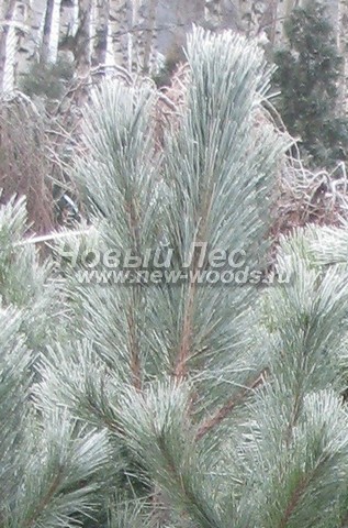 ���� ����� ������ ����������� (Pinus nigra) - �����, ����, ����� - ���� 907 - ���� ����� � ������ ������ ���������� ����� �����