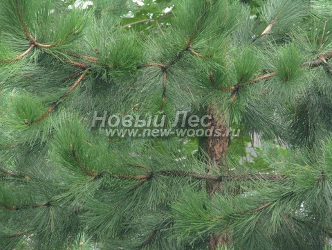     (Pinus nigra) - , ,  -  908 - , ,      