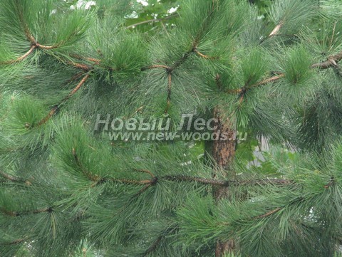 ���� ����� ������ ����������� (Pinus nigra) - �����, ����, ����� - ���� 908 - ����, �����, ����� ������������� ������ ����� ������ �����������