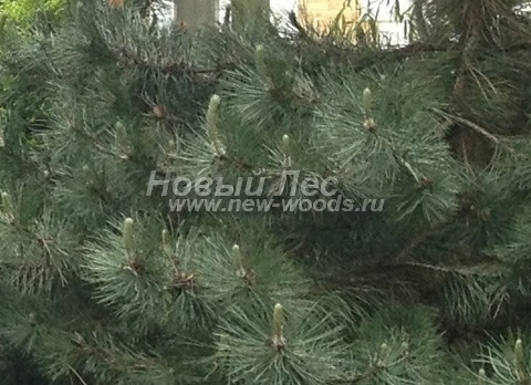     (Pinus nigra) - , ,  -  909 -    