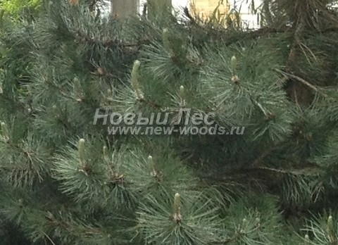 ���� ����� ������ ����������� (Pinus nigra) - �����, ����, ����� - ���� 909 - �������� ������� ���� ������