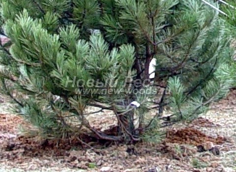 ���� ����� ������ ����������� (Pinus nigra) - �����, ����, ����� - ���� 910 - ����� � ������ ����� ����� ������