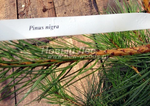���� ����� ������ ����������� (Pinus nigra) - �����, ����, ����� - ���� 911 - ������ ���� ����� ������ ����������� ������� � ����� �� 2 �����