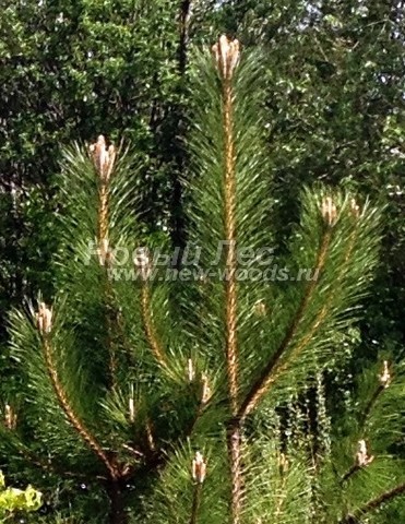 ���� ����� ������ ����������� (Pinus nigra) - �����, ����, ����� - ���� 912 - �������� �������� ������ ����� ������ � ������ �������� (�����, ���)