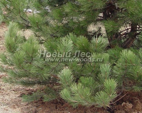 ���� ����� ������ ����������� (Pinus nigra) - �����, ����, ����� - ���� 913 - ������ ����� ��������� ����������