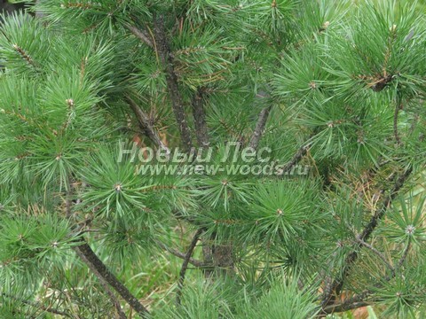     (Pinus nigra) - , ,  -  914 - -       