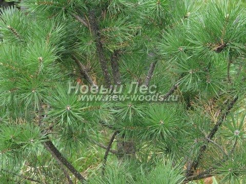 ���� ����� ������ ����������� (Pinus nigra) - �����, ����, ����� - ���� 914 - ��-�� ������� ���� ����� ����� ������ �������� ��������