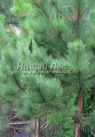 ���� ����� ������ ����������� (Pinus nigra) - �����, ����, ����� - ���� 915 - ����, �����, ����� ������ ����� ������ �����������