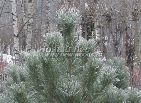     (Pinus nigra) - , ,  -  916 -    