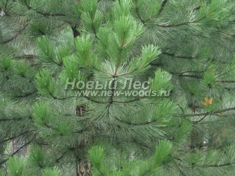 ���� ����� ������ ����������� (Pinus nigra) - �����, ����, ����� - ���� 917 - �����, �����, ���� ����� ������ (�����, ��������)
