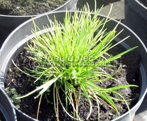 ���� ����� ��������� �������� (����� ����������) (Pinus sibirica) - �����, ����, ����� - ���� 903 - ������ ���� ��������� ����, ������������ � ����������� ���������� (� ���� ������������ ���������� �������� �������)