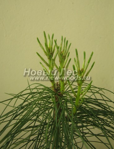 ���� ����� ��������� �������� (����� ����������) (Pinus sibirica) - �����, ����, ����� - ���� 904 - �������� �������� ������ ����� ��������� �������� (�����, ������� ������, ���� ��������� � ����� �� ���� ������)