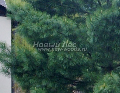 ���� ����� ��������� �������� (����� ����������) (Pinus sibirica) - �����, ����, ����� - ���� 905 - ������� ���������� ������ � ����� ���������� ����� (5 �� ��������� � 2 � ����� ������������) ������� ������ �������� �����