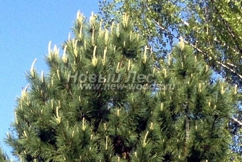 ���� ����� ��������� �������� (����� ����������) (Pinus sibirica) - �����, ����, ����� - ���� 906 - �������� ����� ��������� �������� (�����, ���, ���������� �������)