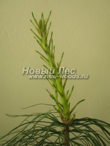     ( ) (Pinus sibirica) - , ,  -  908 -        