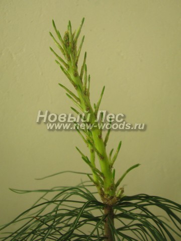���� ����� ��������� �������� (����� ����������) (Pinus sibirica) - �����, ����, ����� - ���� 908 - ������� ����� �� ����������� ����� ����� ��������� ��������