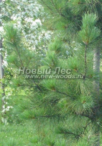 ���� ����� ��������� �������� (����� ����������) (Pinus sibirica) - �����, ����, ����� - ���� 910 - ��������� ����: ����� � ���� ����� � ����