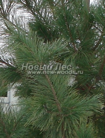 ���� ����� ��������� �������� (����� ����������) (Pinus sibirica) - �����, ����, ����� - ���� 911 - ���� ����� ��������� �������� ������ (�������, �����������)