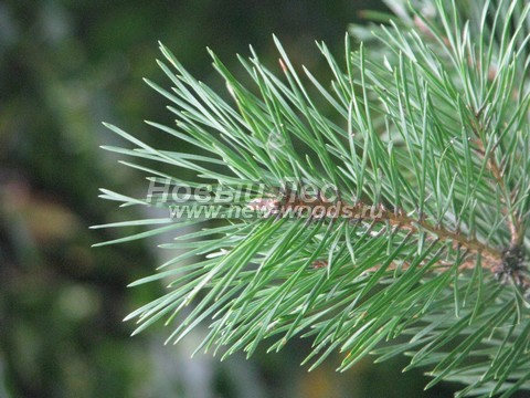 ���� ����� ������������ (Pinus sylvestris) - �����, ����, �����, ����� - ���� 901 -  ���� 01