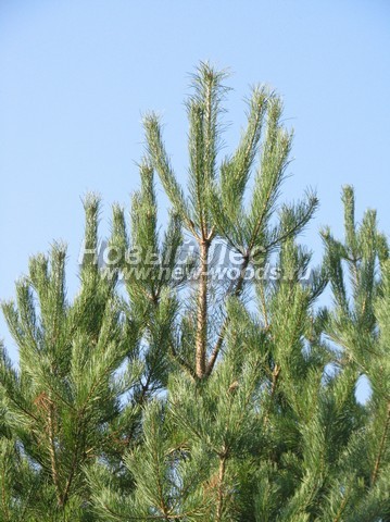    (Pinus sylvestris) - , , ,  -  902 -   02