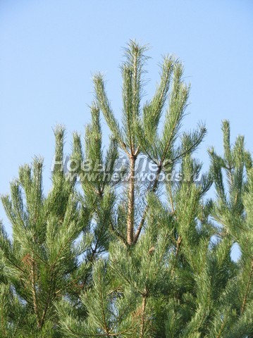 ���� ����� ������������ (Pinus sylvestris) - �����, ����, �����, ����� - ���� 902 -  ���� 02