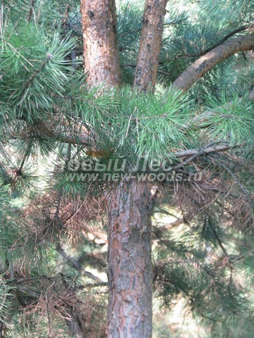    (Pinus sylvestris) - , , ,  -  903 -   03