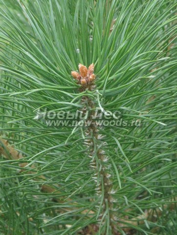    (Pinus sylvestris) - , , ,  -  904 -   04