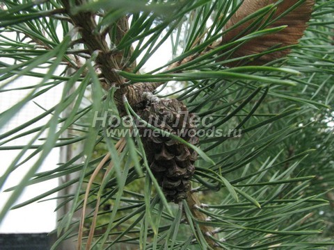    (Pinus sylvestris) - , , ,  -  905 -   05