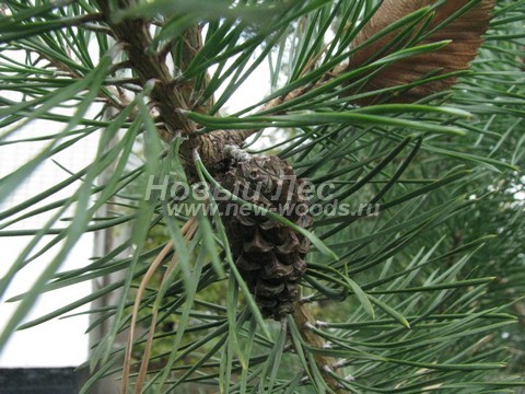 ���� ����� ������������ (Pinus sylvestris) - �����, ����, �����, ����� - ���� 905 -  ���� 05