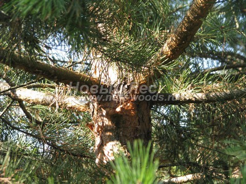 ���� ����� ������������ (Pinus sylvestris) - �����, ����, �����, ����� - ���� 906 -  ���� 06