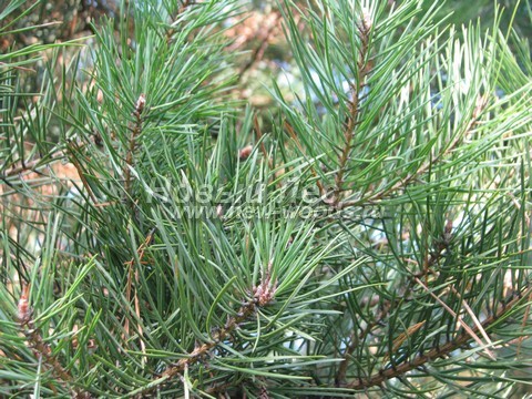 ���� ����� ������������ (Pinus sylvestris) - �����, ����, �����, ����� - ���� 907 -  ���� 07