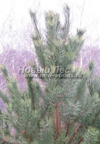 ���� ����� ������������ (Pinus sylvestris) - �����, ����, �����, ����� - ���� 908 -  ���� 08