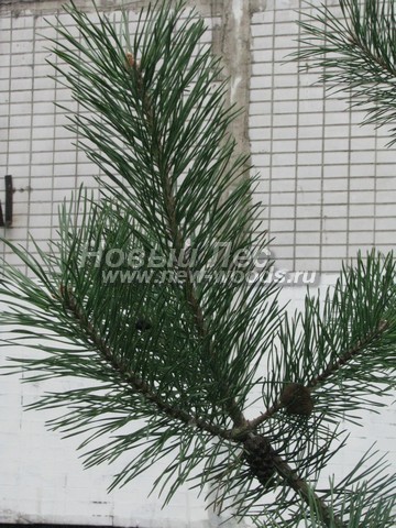 ���� ����� ������������ (Pinus sylvestris) - �����, ����, �����, ����� - ���� 909 -  ���� 09