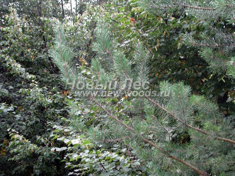    (Pinus sylvestris) - , , ,  -  911 -   11