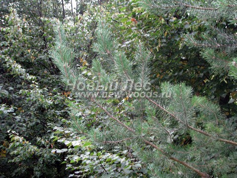 ���� ����� ������������ (Pinus sylvestris) - �����, ����, �����, ����� - ���� 911 -  ���� 11
