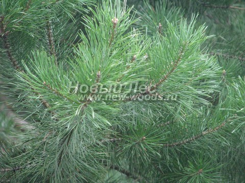 ���� ����� ������������ (Pinus sylvestris) - �����, ����, �����, ����� - ���� 912 -  ���� 12