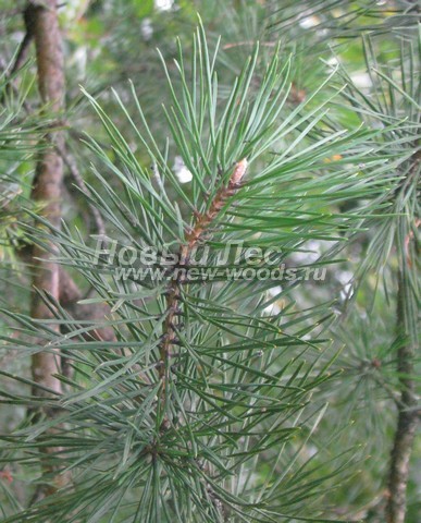    (Pinus sylvestris) - , , ,  -  913 -   13