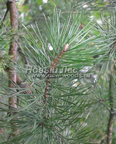 ���� ����� ������������ (Pinus sylvestris) - �����, ����, �����, ����� - ���� 913 -  ���� 13