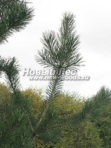    (Pinus sylvestris) - , , ,  -  914 -   14