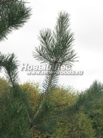 ���� ����� ������������ (Pinus sylvestris) - �����, ����, �����, ����� - ���� 914 -  ���� 14