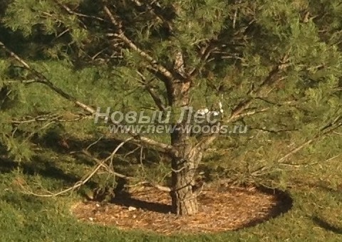 ���� ����� ������������ (Pinus sylvestris) - �����, ����, �����, ����� - ���� 915 -  ���� 15