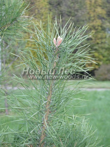    (Pinus sylvestris) - , , ,  -  916 -   16