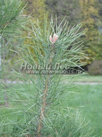 ���� ����� ������������ (Pinus sylvestris) - �����, ����, �����, ����� - ���� 916 -  ���� 16