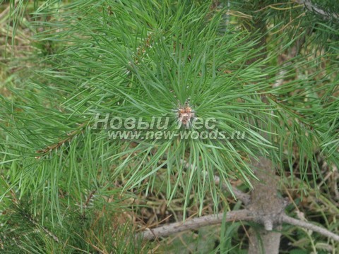    (Pinus sylvestris) - , , ,  -  917 -   17