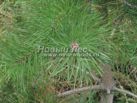 ���� ����� ������������ (Pinus sylvestris) - �����, ����, �����, ����� - ���� 917 -  ���� 17